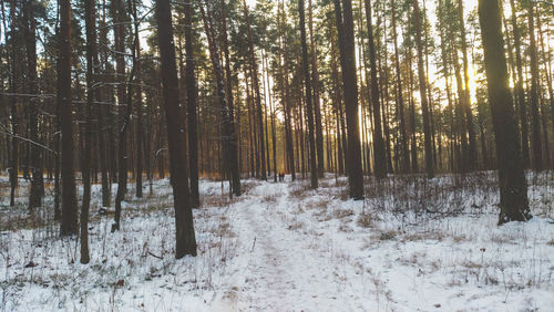 Trees in forest during winter