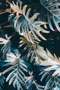 Close-up of pine tree leaves during winter
