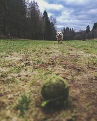 Side view of a dog ball on field