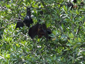 Monkey on tree trunk