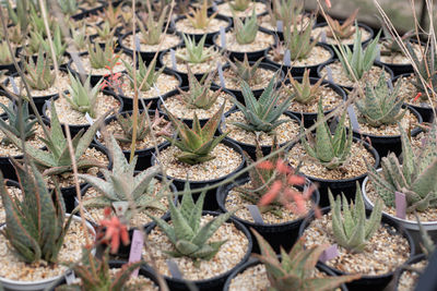 Green cactus gymnocalycium on pot.