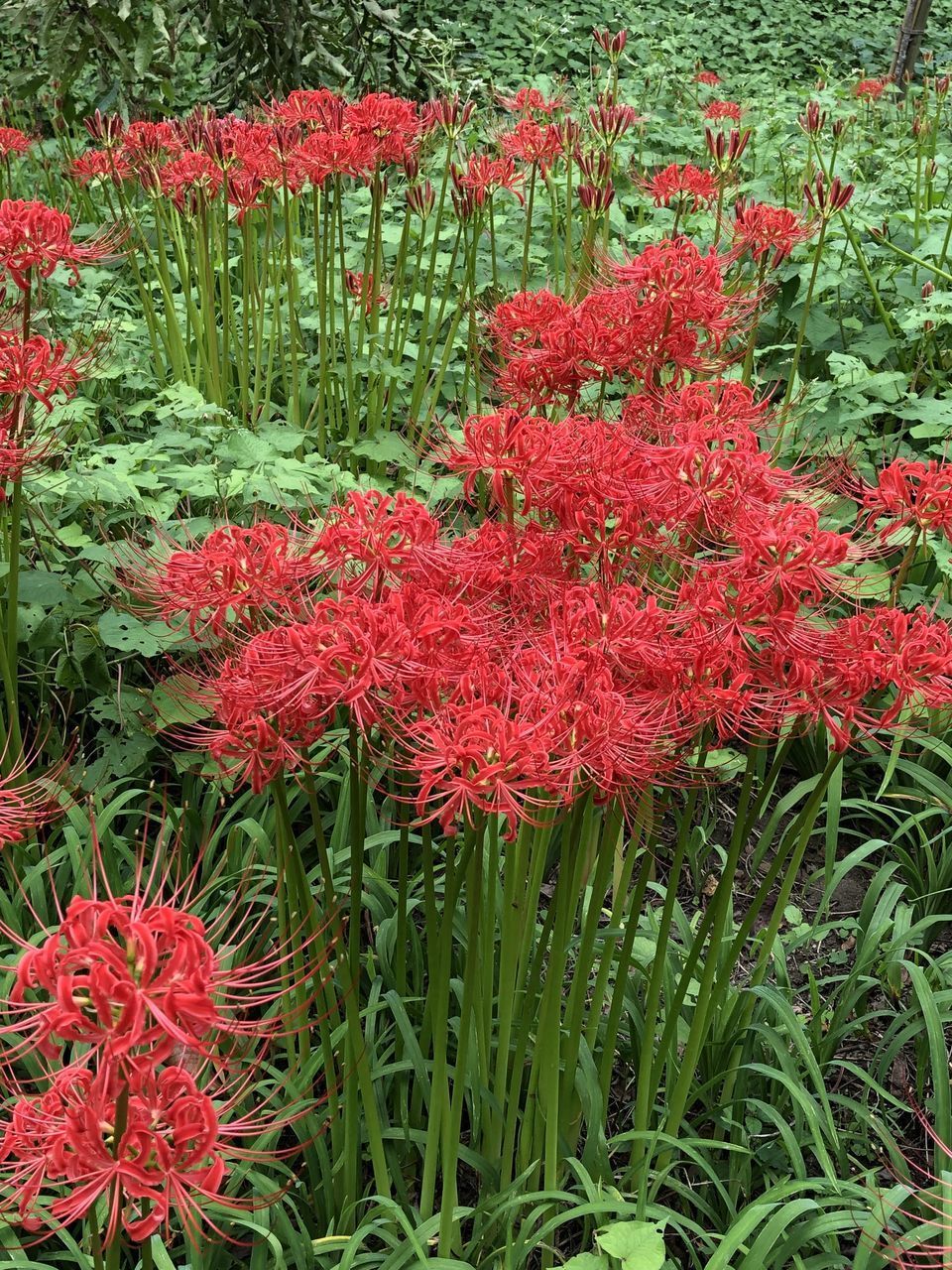 RED FLOWERING PLANTS ON FIELD