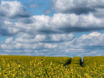 Scenic view of oilseed rape field against cloudy sky