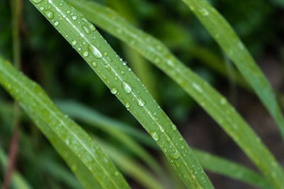 Close-up of raindrops on grass