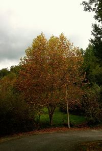 Scenic view of trees against sky