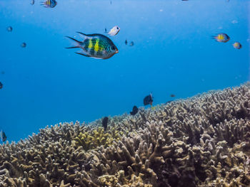 Scuba diving in sea