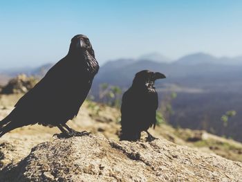 Birds perching on rock