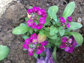 Close-up of pink flowers blooming outdoors