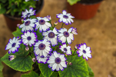 Close-up of flowers blooming outdoors