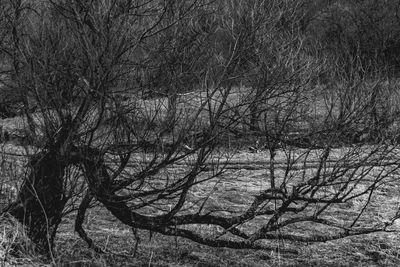 Bare trees on field during winter