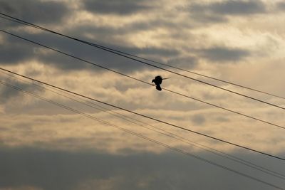 Low angle view of birds perching on cable against sky