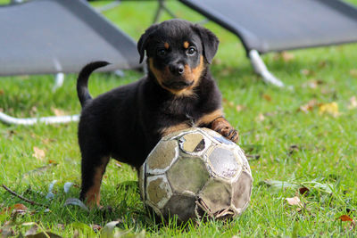 Dog looking away on field