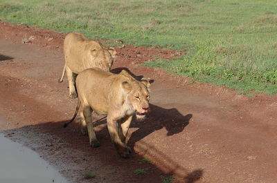 View of animal walking on road