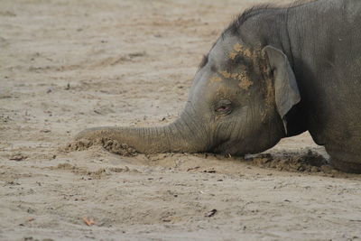 Side view of african elephant on sand at beach