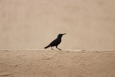 Bird perching on ground