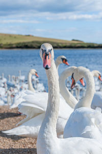 View of swan in lake