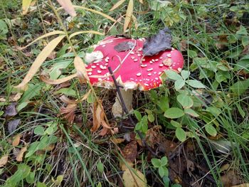 High angle view of mushroom growing on field