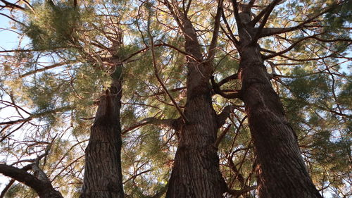 Low angle view of trees in forest