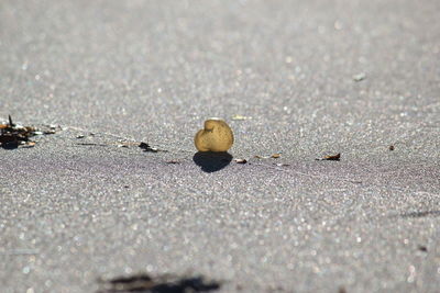 Close-up of crab on beach