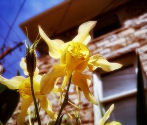 Close-up of yellow flowers