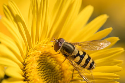 High angle view of insect on yellow gerbera daisy