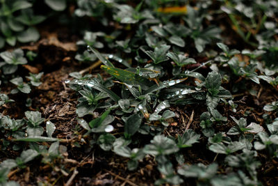 Close-up of plants growing on field