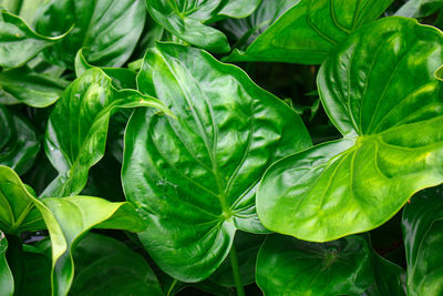 High angle view of fresh green leaves in water