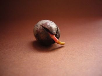 Close-up of seed with seedling on table