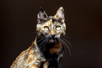 Close-up of cat against black background