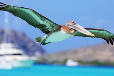 Close-up of bird flying