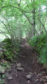 Footpath amidst trees in forest