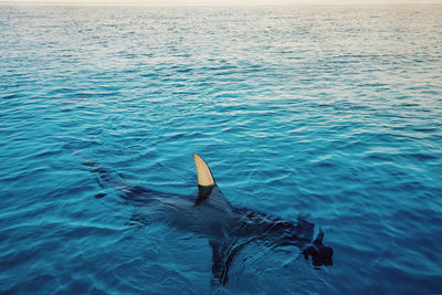 High angle view of fish swimming in sea