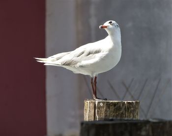 Close-up of seagull perching on wooden post