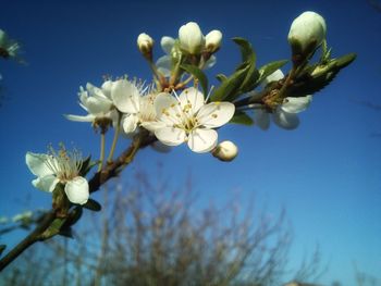 Close-up of white cherry blossoms against sky