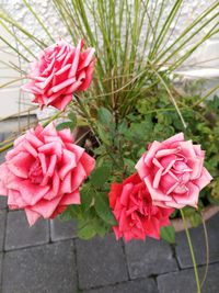 Close-up of pink flowers blooming outdoors