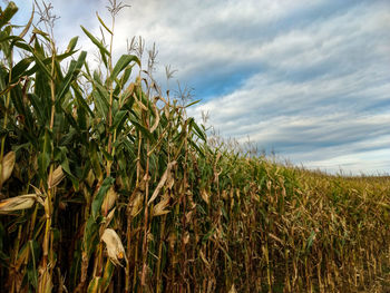 Wheat growing on field against sky