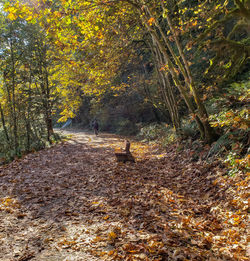 Sunlight falling on autumn trees in forest