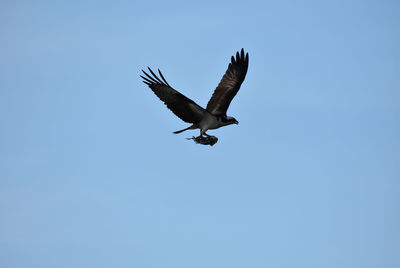 Low angle view of bird flying against clear blue sky