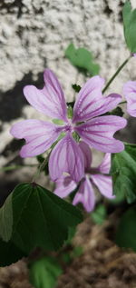 Close-up of pink flowering plant