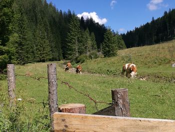 Cows on landscape against sky