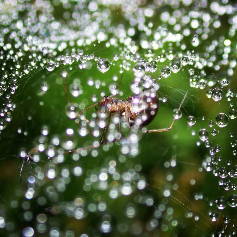 animal themes, one animal, animals in the wild, wildlife, spider web, water, focus on foreground, insect, spider, close-up, drop, nature, selective focus, wet, fragility, day, no people, outdoors, beauty in nature, zoology