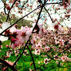 Low angle view of cherry blossom tree