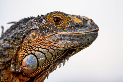 Close-up of iguana