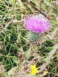 Close-up of purple thistle flower on field