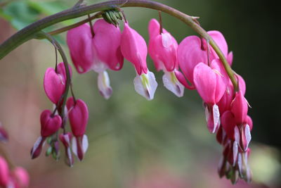 Close-up of pink flowering plant