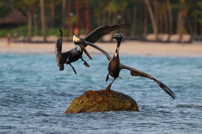 Bird flying over sea
