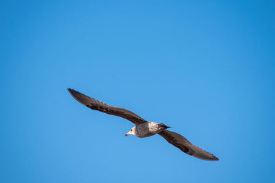 Low angle view of eagle flying against clear blue sky