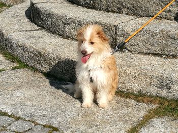 Dog sitting on grass