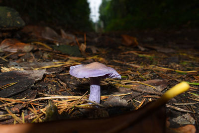 Close-up of mushroom growing on field in forest