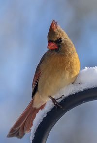 Close-up of bird perching on branch
